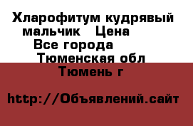 Хларофитум кудрявый мальчик › Цена ­ 30 - Все города  »    . Тюменская обл.,Тюмень г.